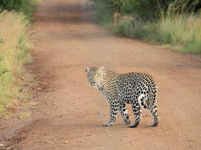 SpaceX Starship V3 Rolling Out for Cryo Tests for March 2026 Launch