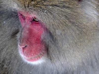 SpaceX Starship V3 Rolling Out for Cryo Tests for March 2026 Launch